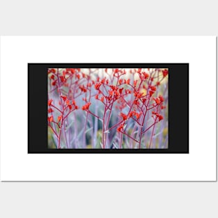 Red Kangaroo Paw Posters and Art